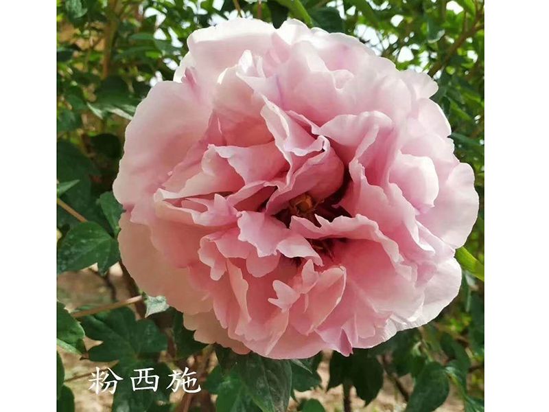 戳我试试
